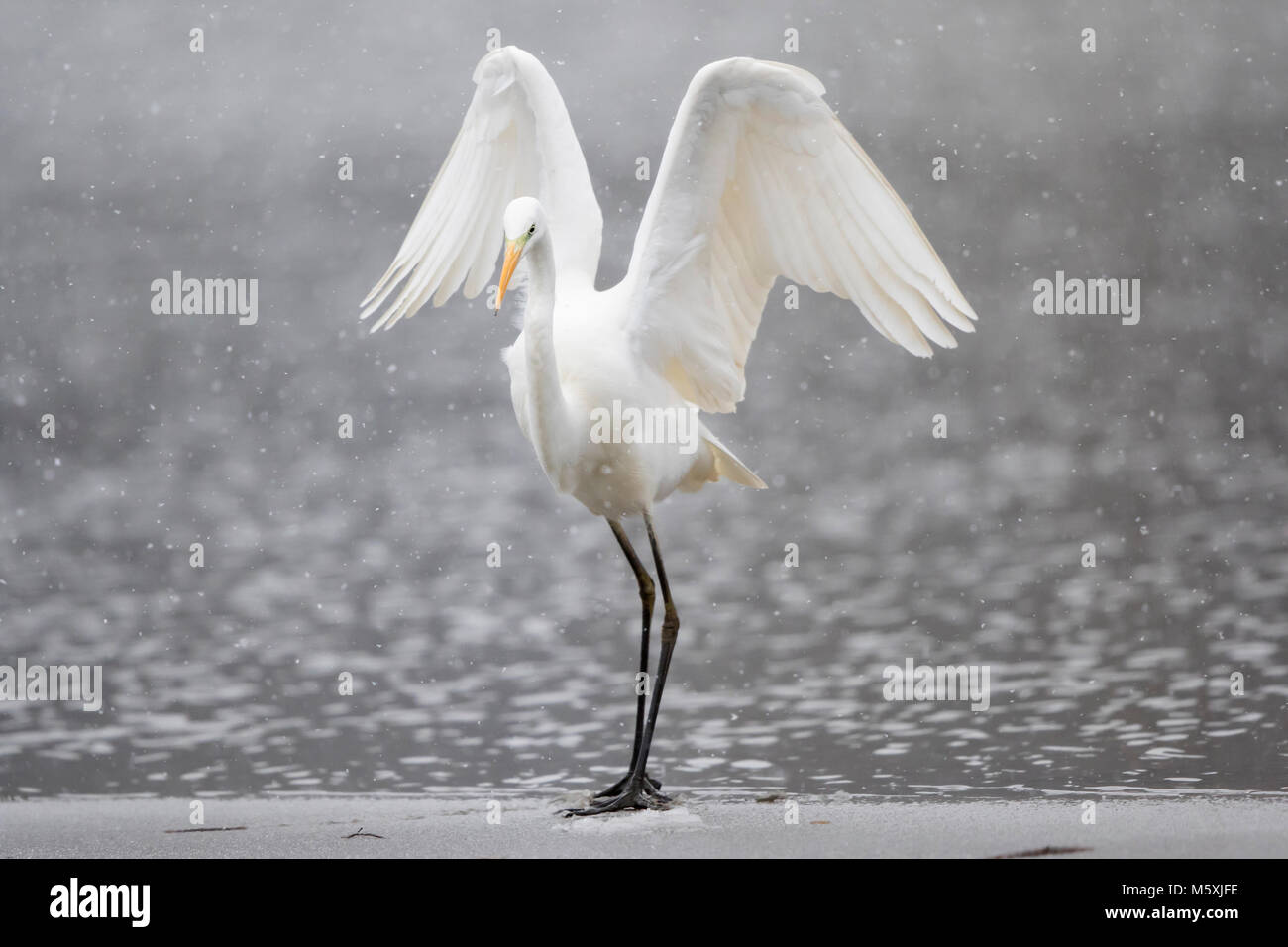 Grande aigrette (Ardea alba) debout sur la glace, avec neige, Hesse, Allemagne Banque D'Images