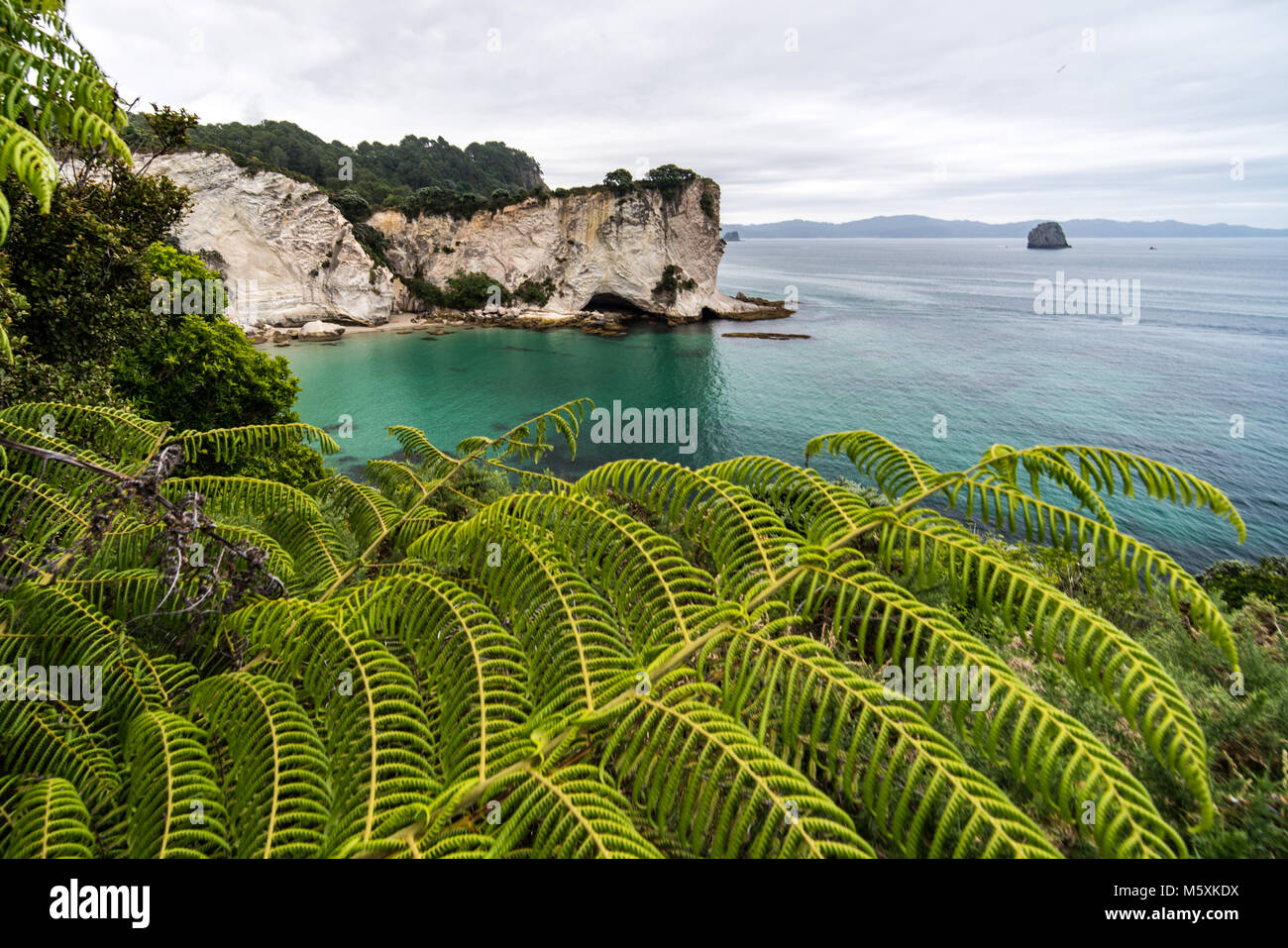 Fougère géante en face de falaises blanches de calcaire en Nouvelle Zélande Banque D'Images