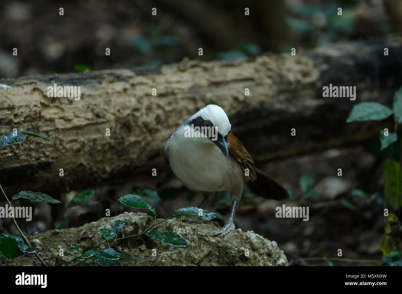 Belle white-crested laughingthrush (Garrulax leucolophus) forêt de la Thaïlande Banque D'Images