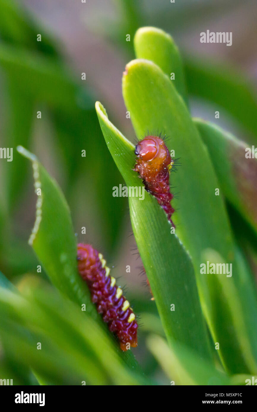 Les chenilles de papillon (Bettongia Atala atala) sur leur plante hôte, Coontie (Zamia integrifolia), dans la région de Boynton Beach, Floride, USA Banque D'Images Les chenilles de papillon (Bettongia Atala atala) sur leur plante hôte, Coontie (Zamia integrifolia), dans la région de Boynton Beach, Floride, USA Banque D'Images