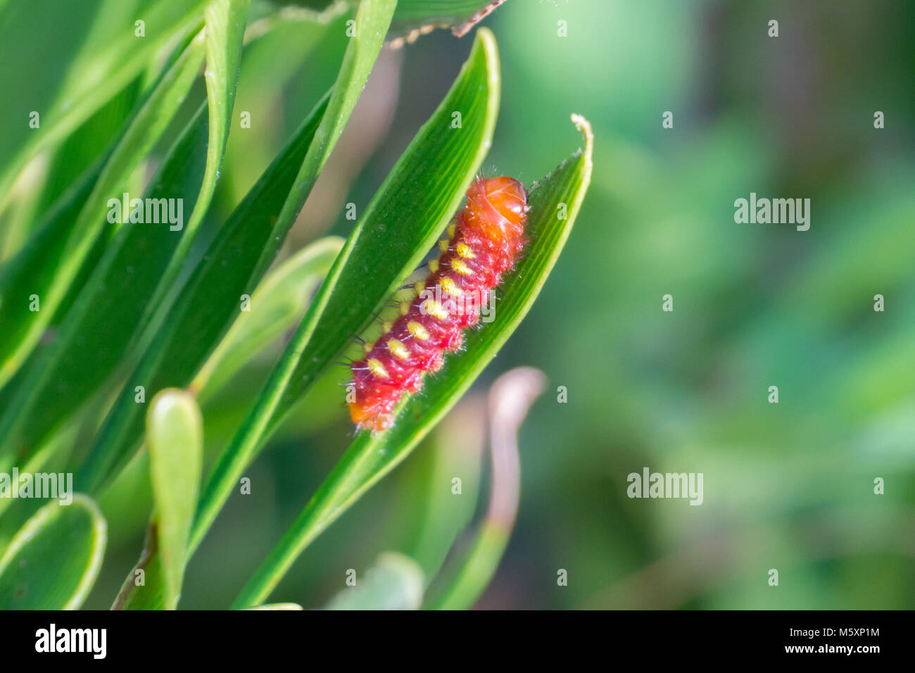 L'Atala atala Bettongia caterpillar (papillon) sur leur plante hôte, Coontie (Zamia integrifolia), dans la région de Boynton Beach, Floride, USA Banque D'Images L'Atala atala Bettongia caterpillar (papillon) sur leur plante hôte, Coontie (Zamia integrifolia), dans la région de Boynton Beach, Floride, USA Banque D'Images