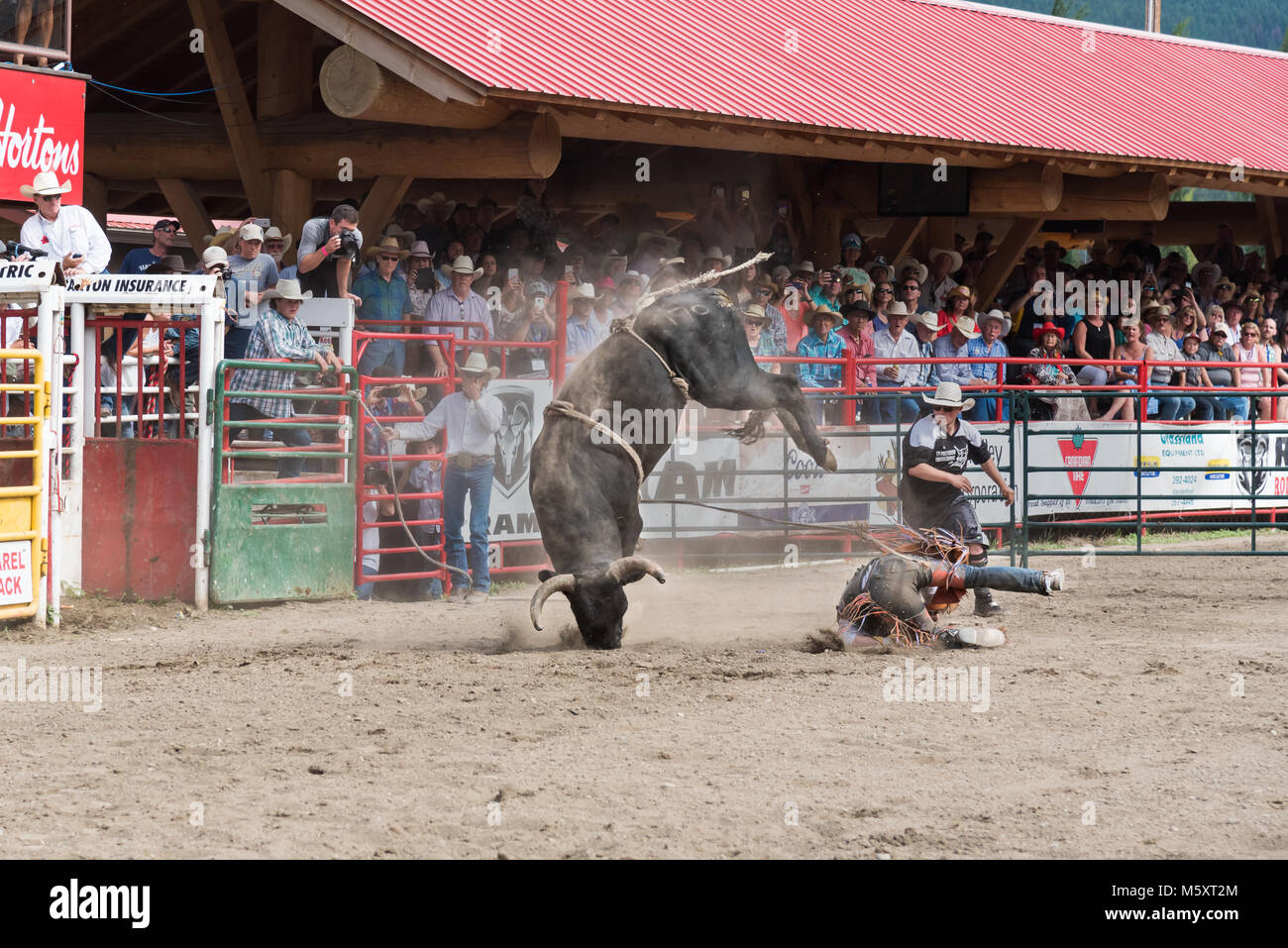 Cow-boy est jeté à terre et manque de justesse en recevant des coups par un bucking bull au 90e Williams Lake Stampede. Banque D'Images