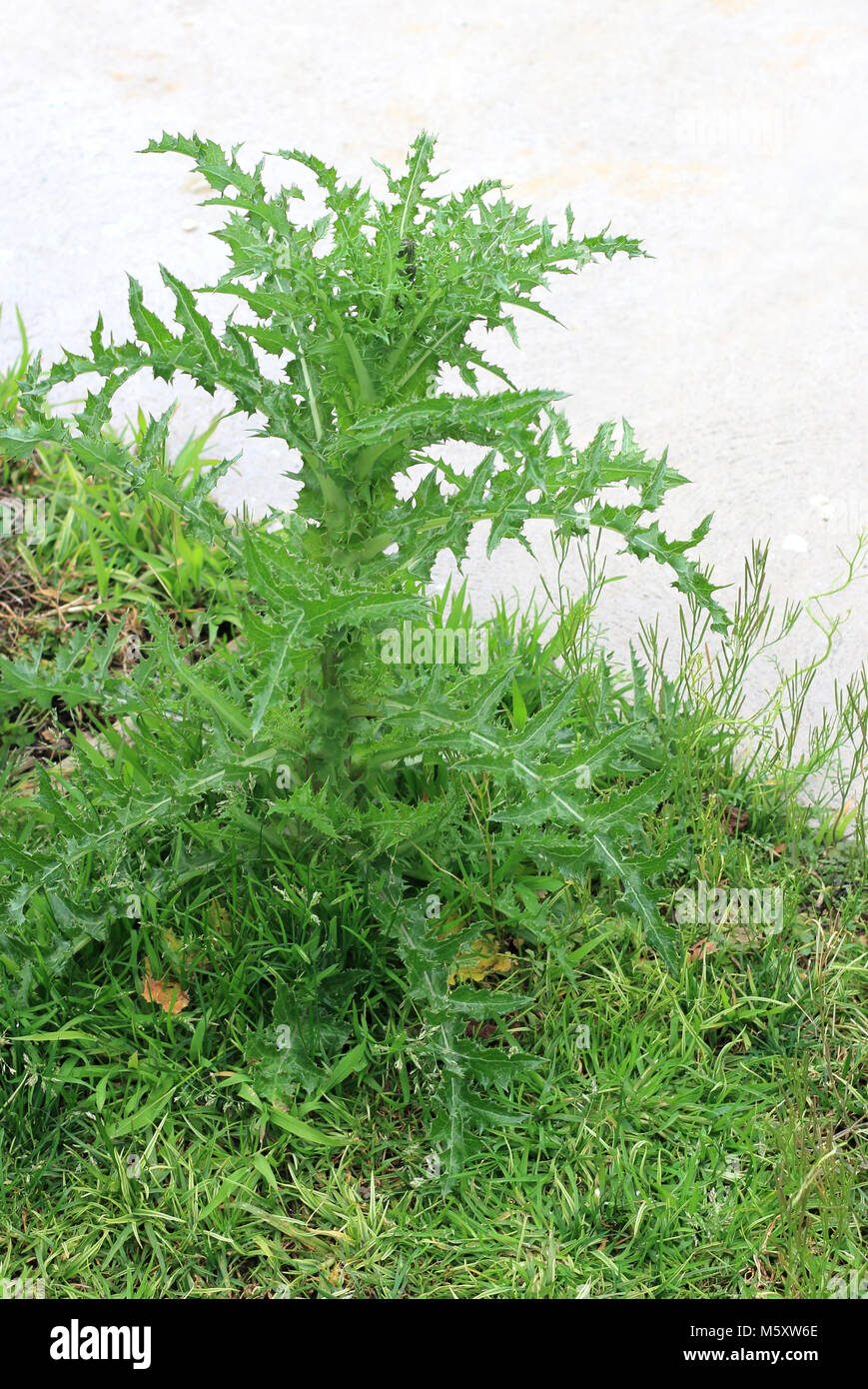 Close up de Sonchus asper ou également connu comme le laiteron piquant leaf Banque D'Images