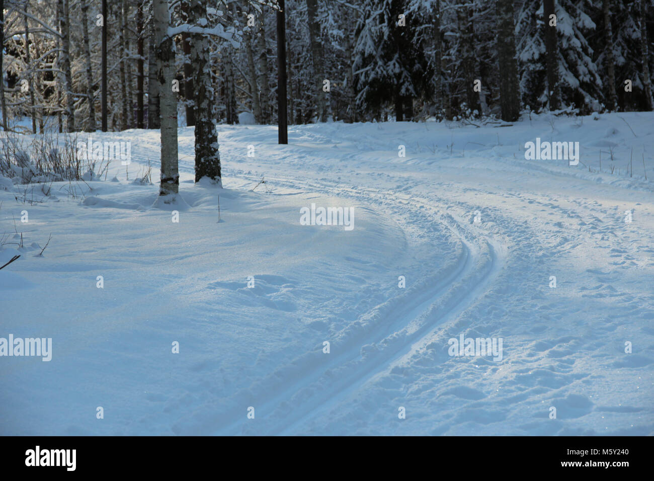Sentier de Ski en forêt suédoise Banque D'Images