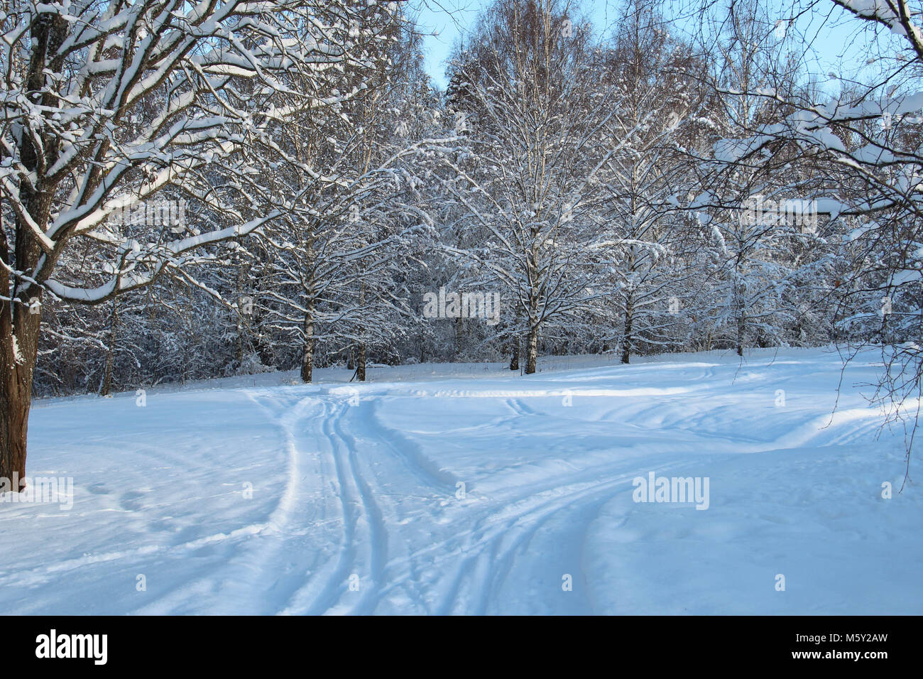 Pistes de ski en forêt suédoise Banque D'Images