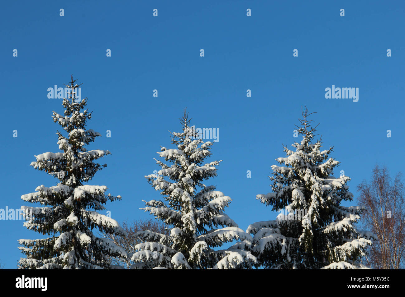 Trois sapins enneigés against a blue sky Banque D'Images
