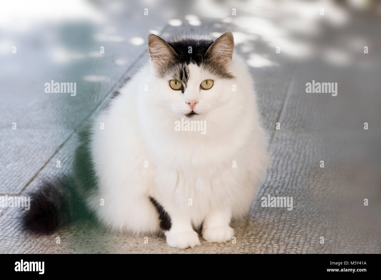 Un chat blanc et noir moelleux avec des yeux verts frappants assis calmement sur un sol carrelé, montrant une expression sereine et curieuse, animaux de compagnie, Banque D'Images
