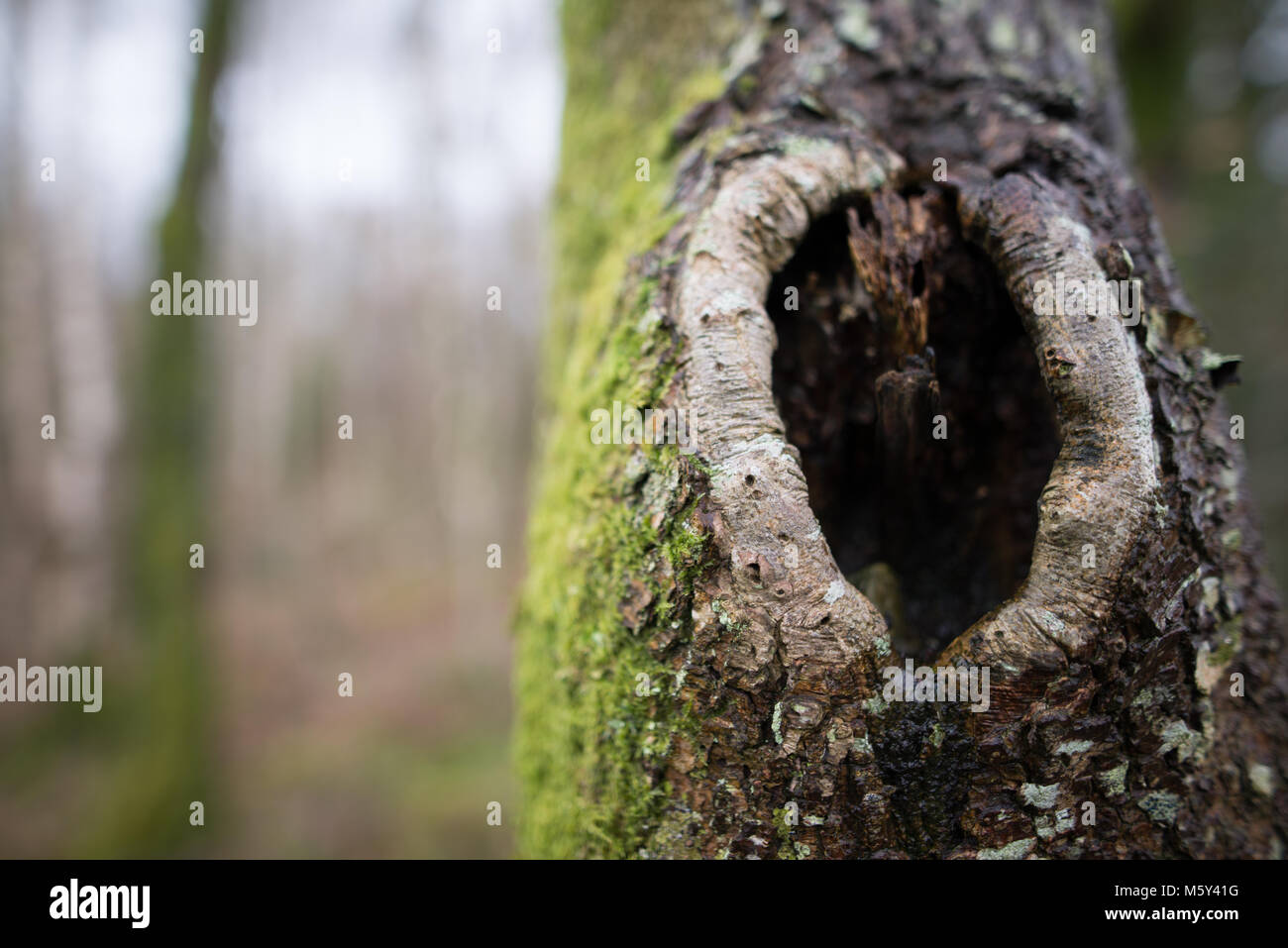 Close up of BeechTree trunk Banque D'Images