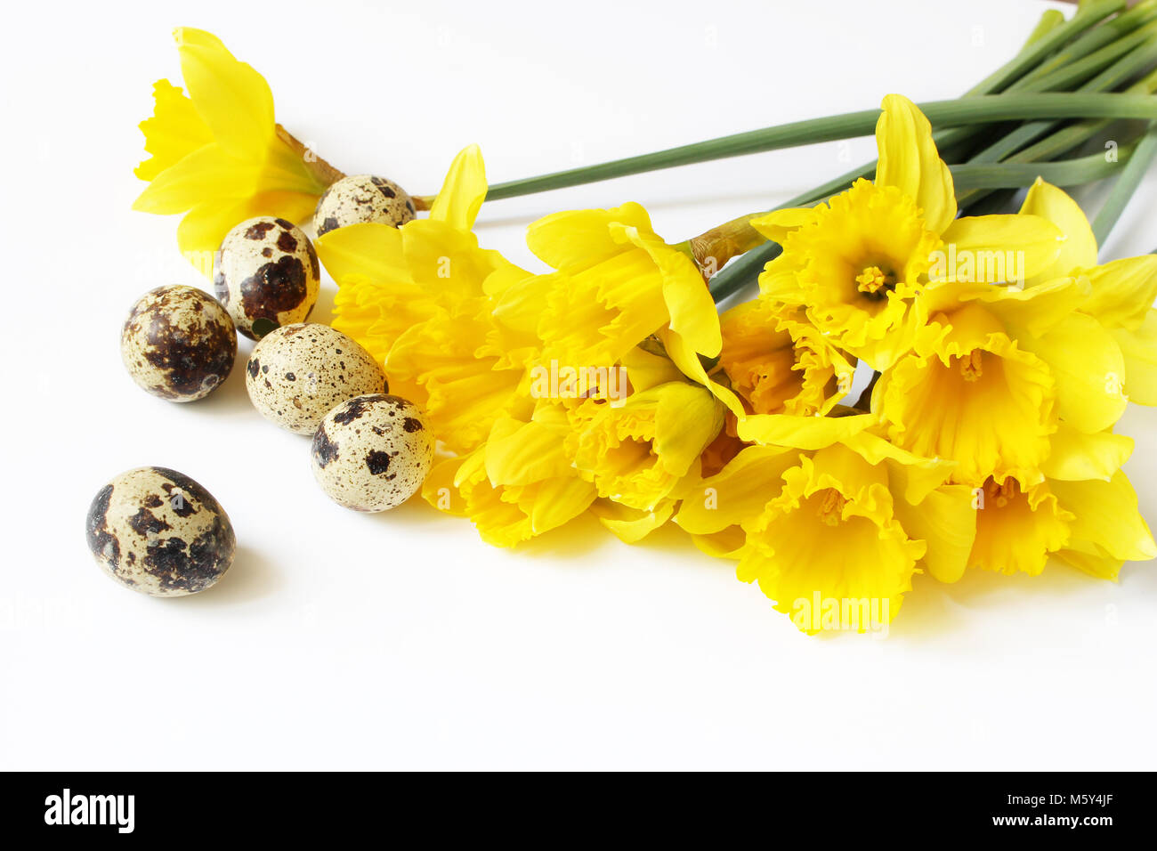 Printemps Pâques, carte de vœux, invitation avec des oeufs de cailles et jaune jonquilles, narcisses fleurs couché sur le tableau blanc. Style Féminin stock photo, composition florale. Banque D'Images