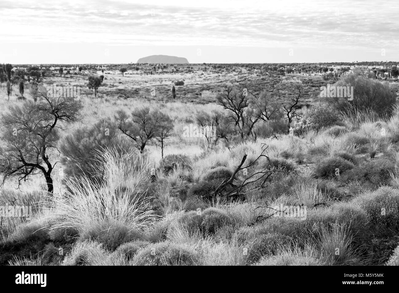 En Australie le concept d'environnement sauvage dans le paysage outback Banque D'Images