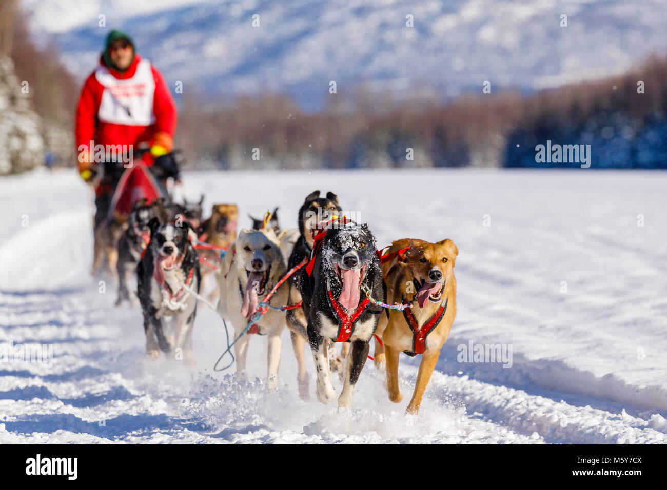 Musher John Erhart concurrentes dans le Rendezvous de la fourrure de chien de traîneau au Championnats du monde Campbell Airstrip à Anchorage en Alaska. Banque D'Images