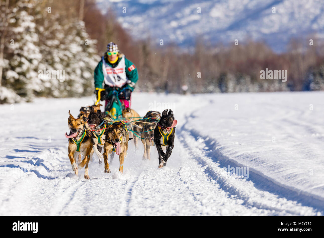 Musher Lina Streeper concurrentes dans le Rendezvous de la fourrure de chien de traîneau au Championnats du monde Campbell Airstrip à Anchorage en Alaska. Banque D'Images