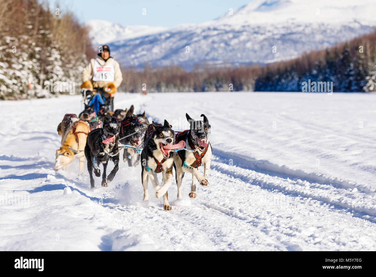 Musher Marvin Kokrine concurrentes dans le Rendezvous de la fourrure de chien de traîneau au Championnats du monde Campbell Airstrip à Anchorage en Alaska. Banque D'Images