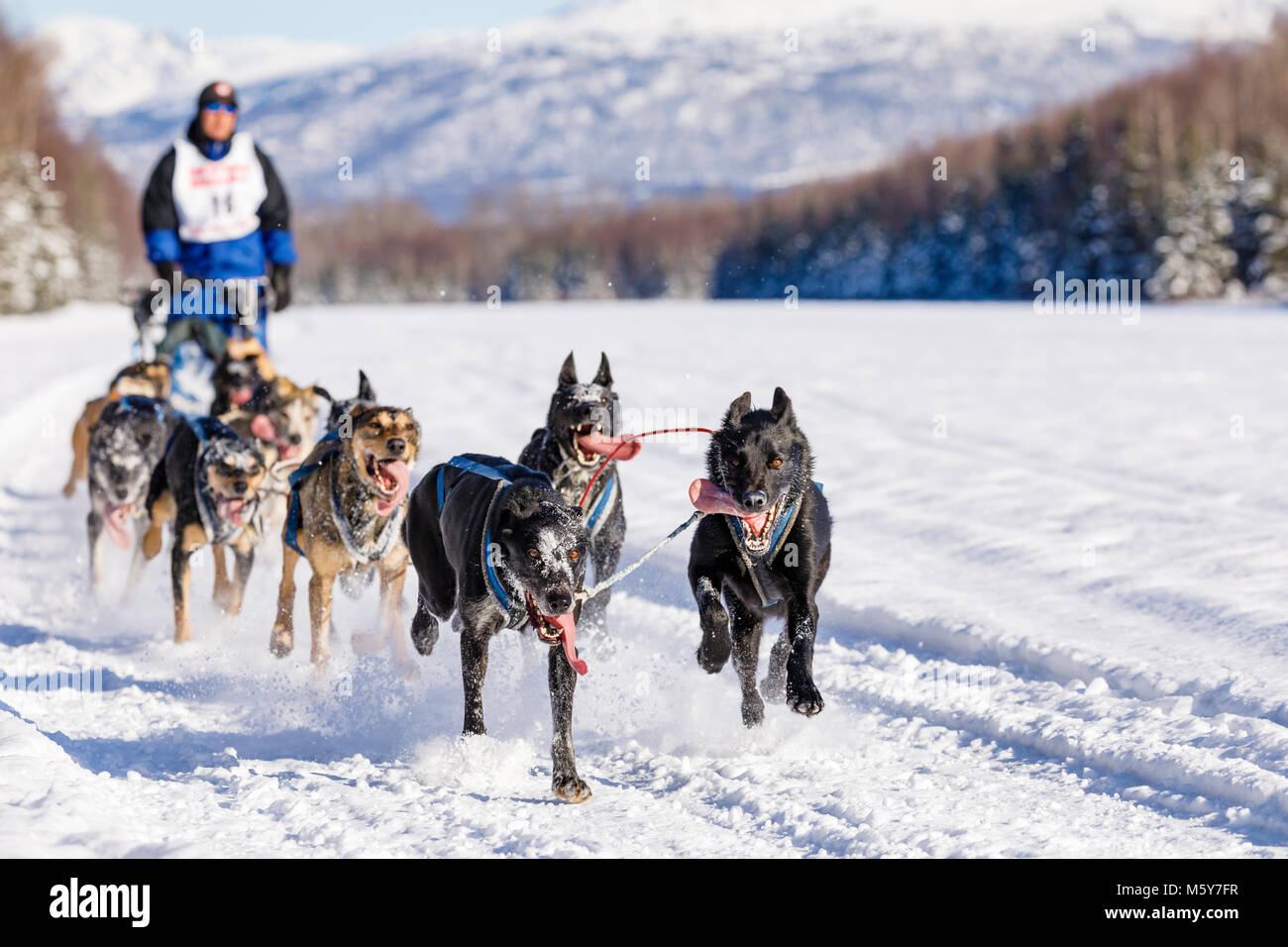 Musher Greg Taylor concurrentes dans le Rendezvous de la fourrure de chien de traîneau au Championnats du monde Campbell Airstrip à Anchorage en Alaska. Banque D'Images