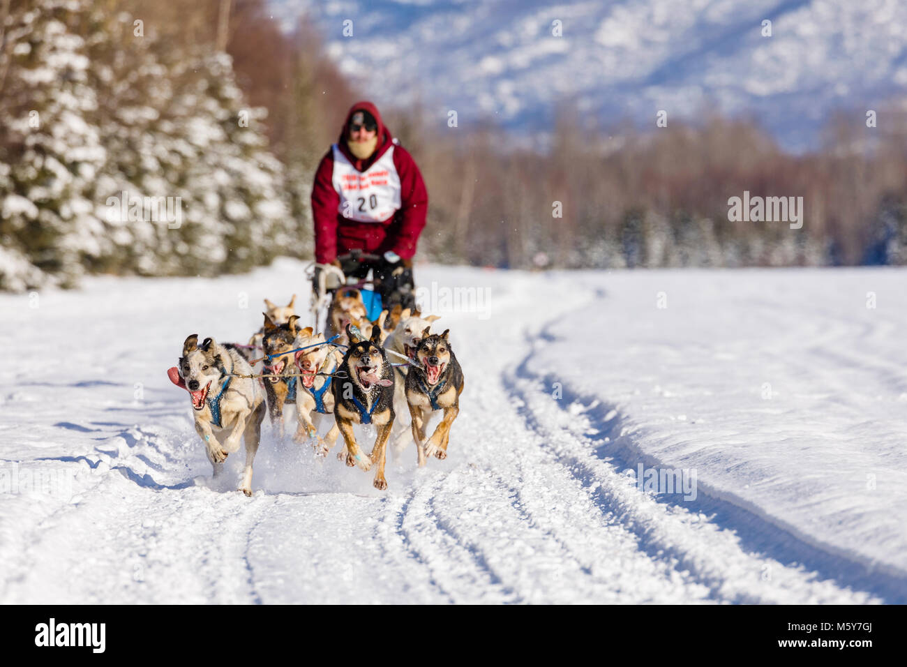 Musher Evan Hahn concurrentes dans le Rendezvous de la fourrure de chien de traîneau au Championnats du monde Campbell Airstrip à Anchorage en Alaska. Banque D'Images