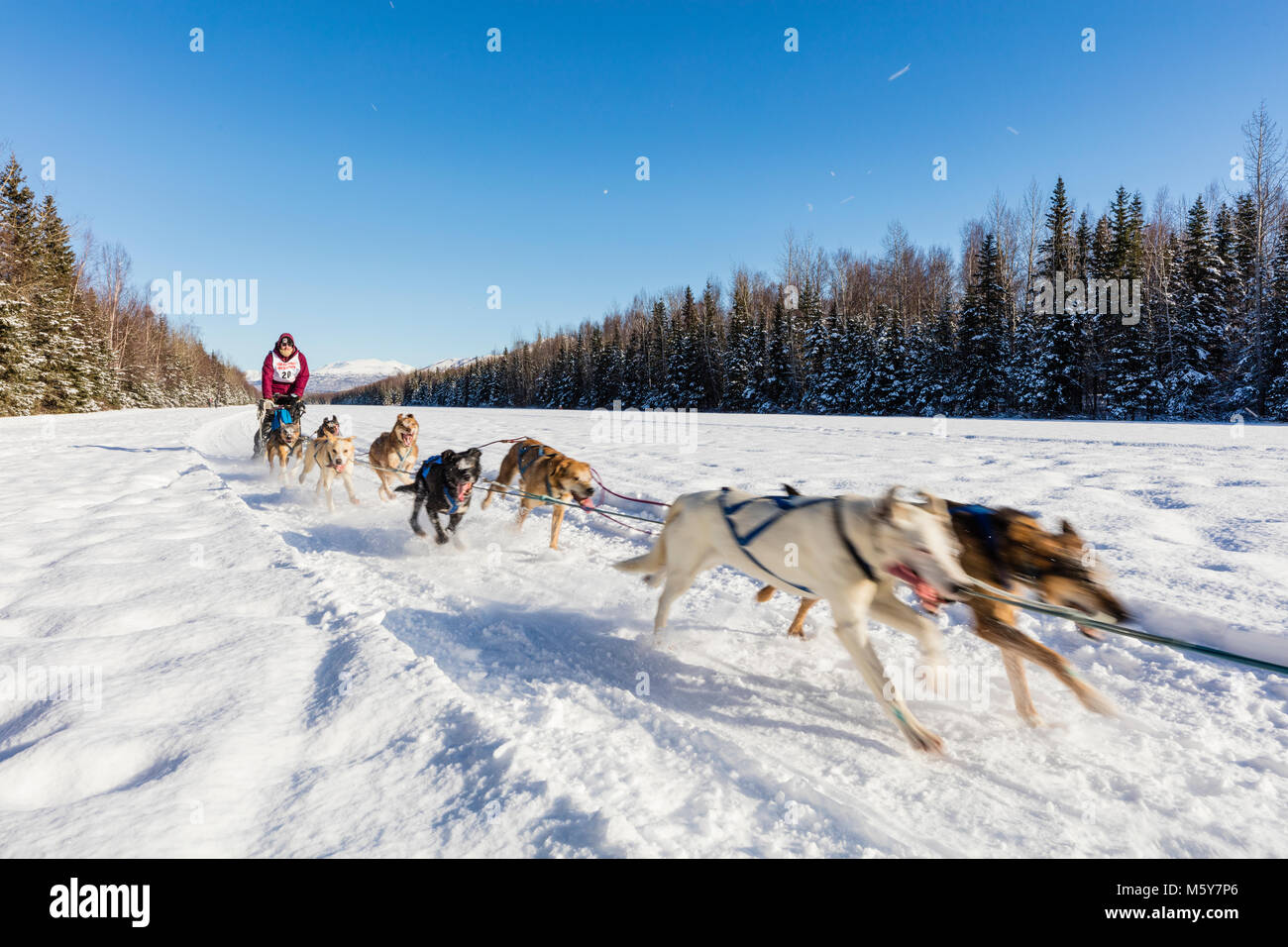 Musher Evan Hahn concurrentes dans le Rendezvous de la fourrure de chien de traîneau au Championnats du monde Campbell Airstrip à Anchorage en Alaska. Banque D'Images