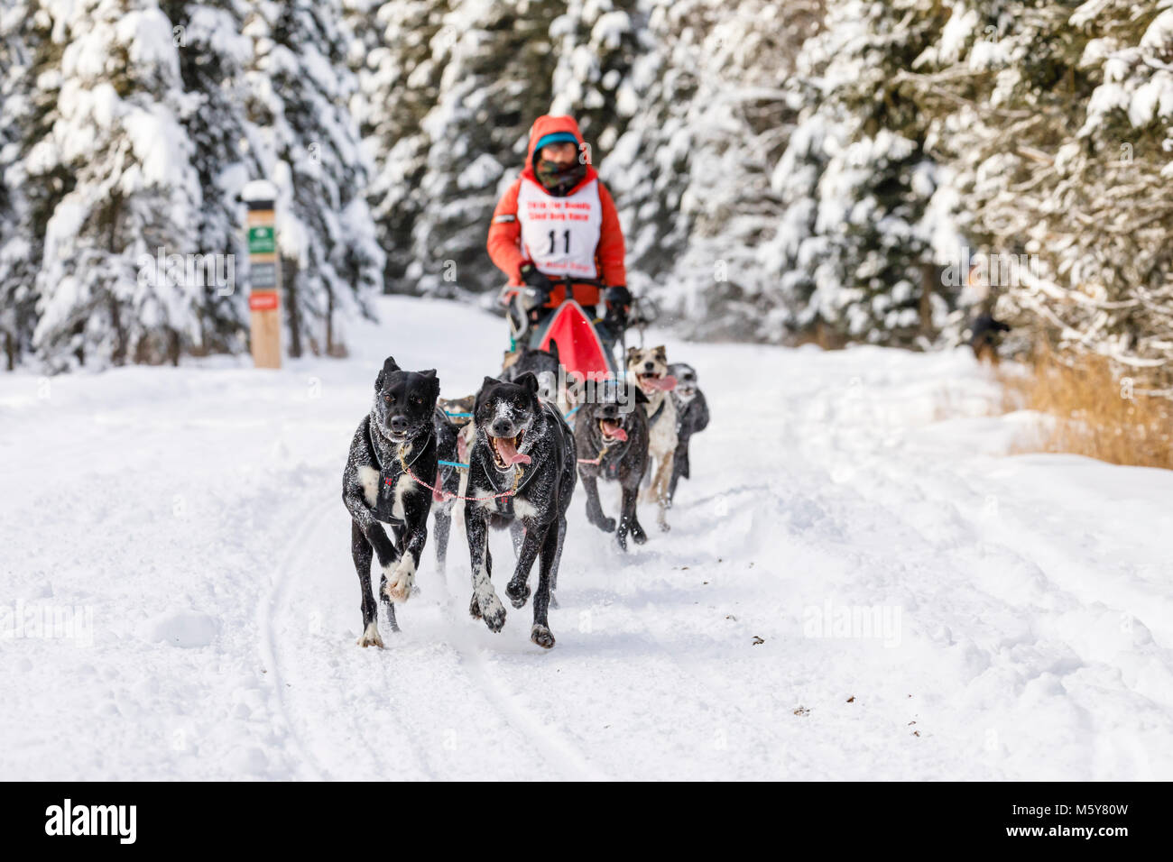 Musher Emilie Entrikin concurrentes dans le Rendezvous de la fourrure de chien de traîneau World Championships à Goose Lake Park à Anchorage en Alaska. Banque D'Images