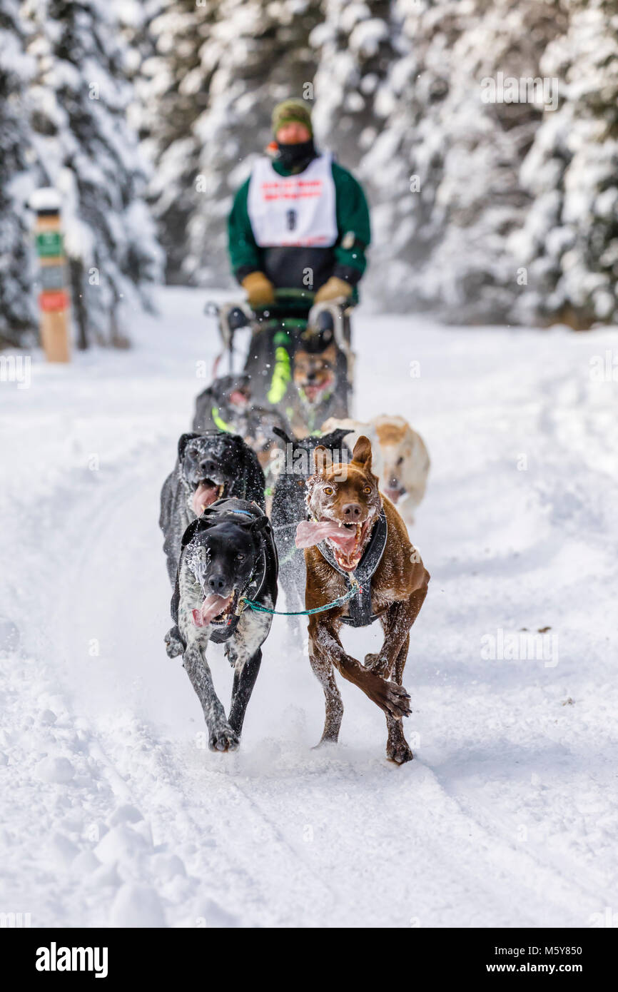Musher Jason Dunlap en compétition dans le monde de la fourrure de chien de traîneau de rendez-vous des Championnats à Goose Lake Park à Anchorage en Alaska. Banque D'Images
