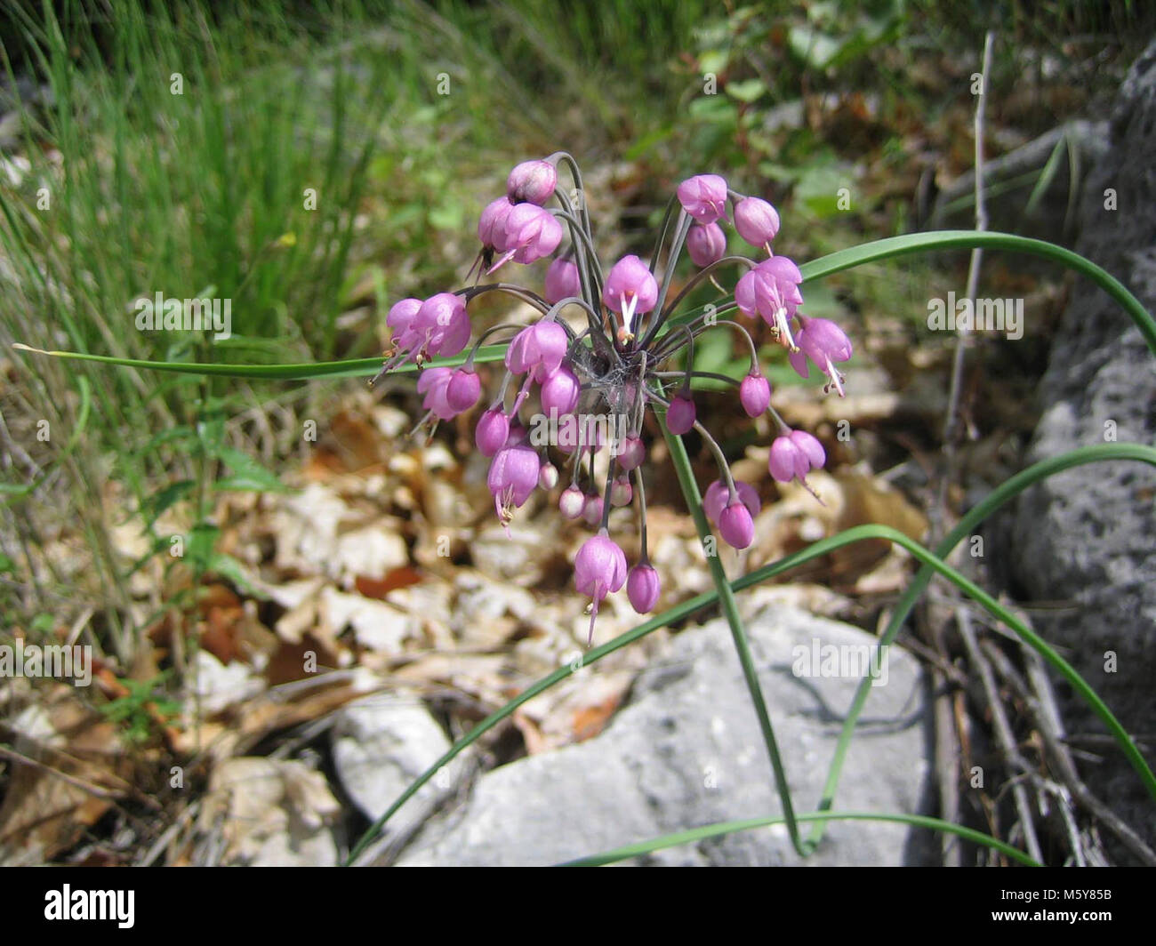 L'Allium cernuum (acquiesçant oignon). Banque D'Images