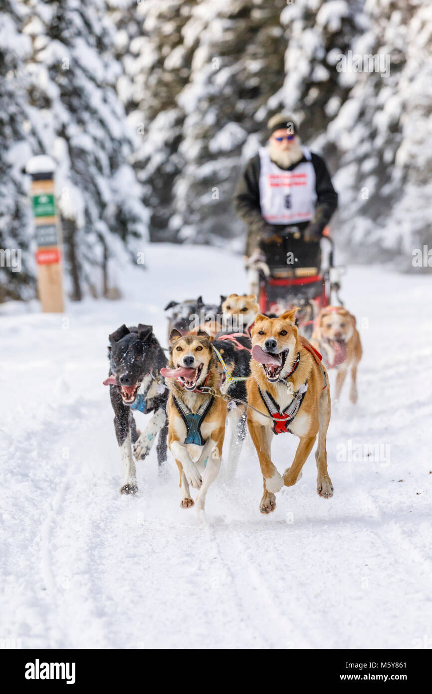 Musher James Wheeler en compétition dans le monde de la fourrure de chien de traîneau de rendez-vous des Championnats à Goose Lake Park à Anchorage en Alaska. Banque D'Images