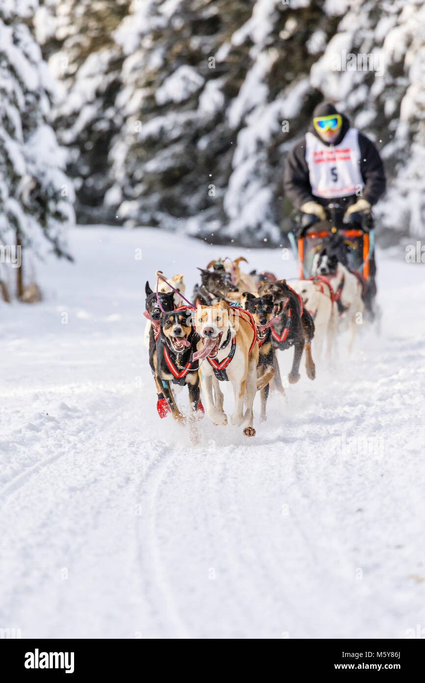 Musher Mark Hartum en compétition dans le monde de la fourrure de chien de traîneau de rendez-vous des Championnats à Goose Lake Park à Anchorage en Alaska. Banque D'Images