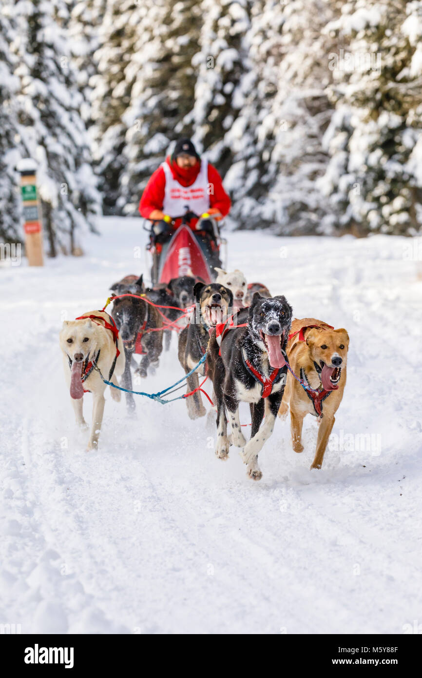 Musher John Erhart concurrentes dans le Rendezvous de la fourrure de chien de traîneau World Championships à Goose Lake Park à Anchorage en Alaska. Banque D'Images