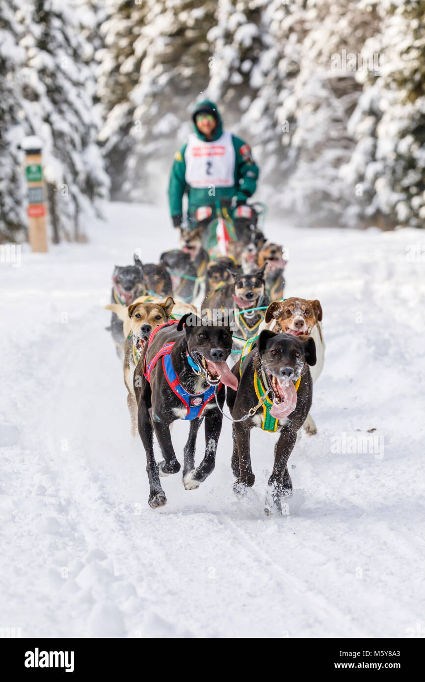 Musher Blayne Streeper concurrentes dans le Rendezvous de la fourrure de chien de traîneau World Championships à Goose Lake Park à Anchorage en Alaska. Banque D'Images
