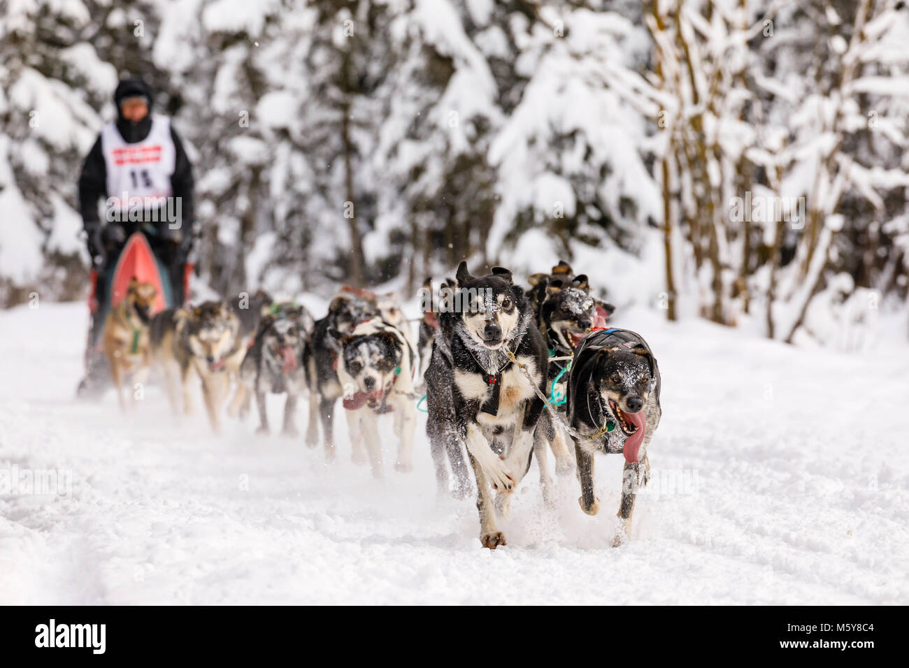 Musher Dave Turner en compétition dans le monde de la fourrure de chien de traîneau de rendez-vous des Championnats à Goose Lake Park à Anchorage en Alaska. Banque D'Images