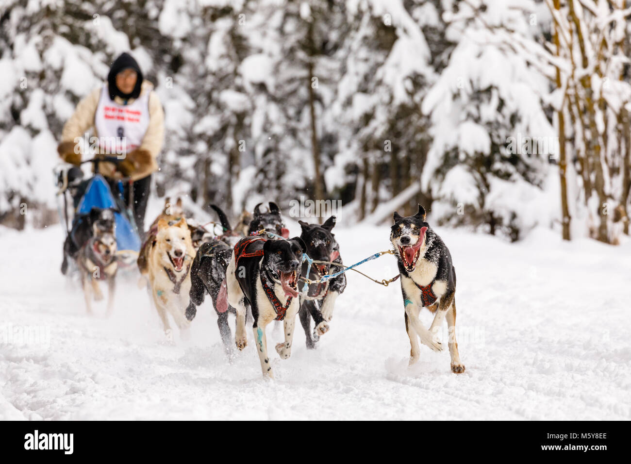 Musher Marvin Kokrine concurrentes dans le Rendezvous de la fourrure de chien de traîneau World Championships à Goose Lake Park à Anchorage en Alaska. Banque D'Images