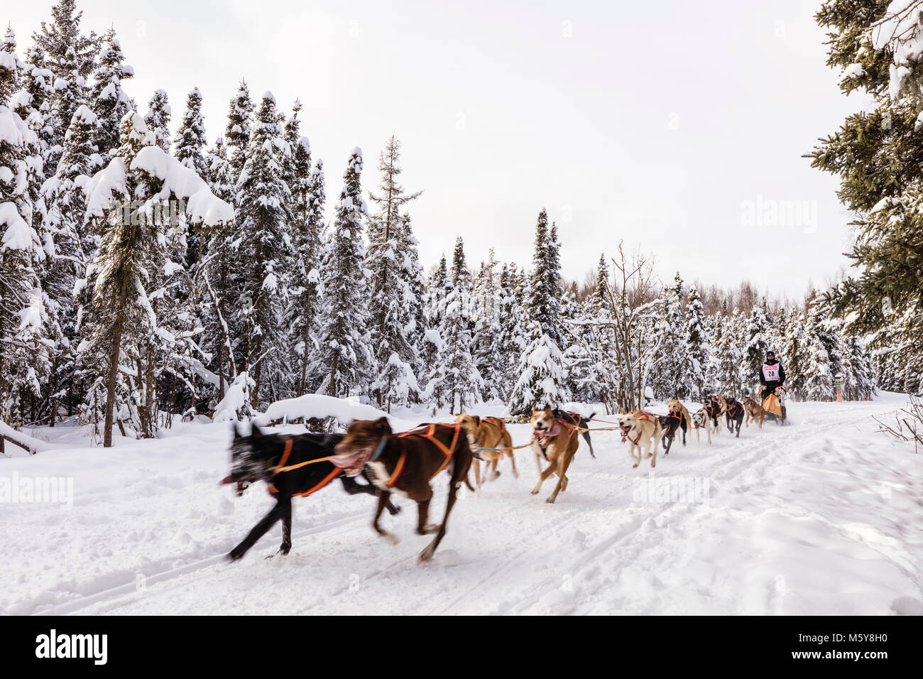 Musher Hyunchul Nikki Seo en compétition dans le monde de la fourrure de chien de traîneau de rendez-vous des Championnats à Goose Lake Park à Anchorage en Alaska. Banque D'Images