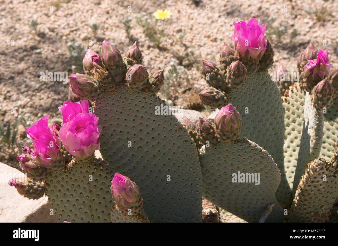 Cactus (Opuntia basilaris de castor). Banque D'Images