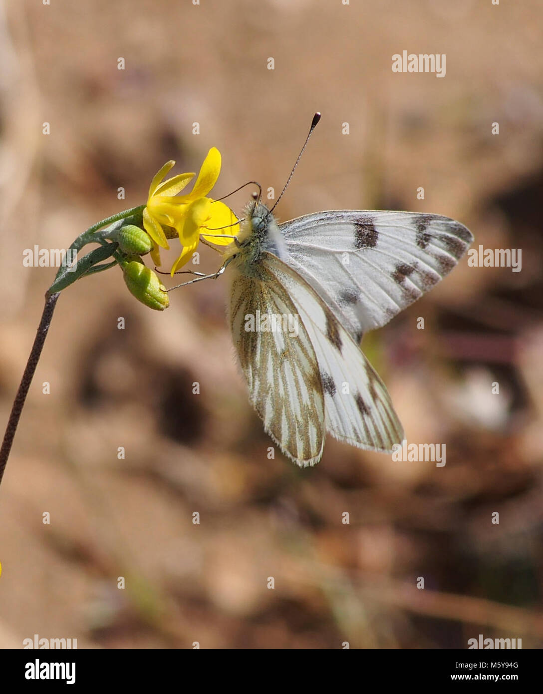 Papillon blanc à carreaux ; Pontia protodice. Banque D'Images
