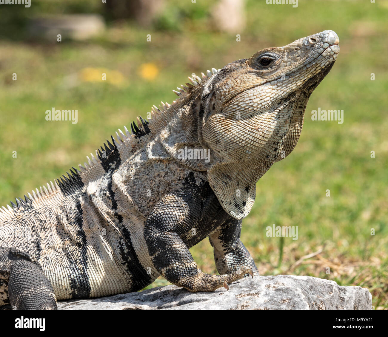 Tulum, Mexique, 20 février 2018. Un spinytail iguana (Ctenosaurs) est vu dans les ruines Maya de Tulum au Mexique. Enrique Shore/Alamy Stock Photo Banque D'Images