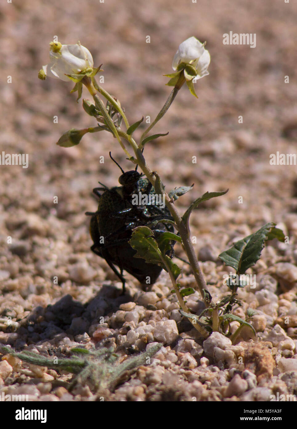Beetle (Cysteodemus gonflés armatus). Banque D'Images