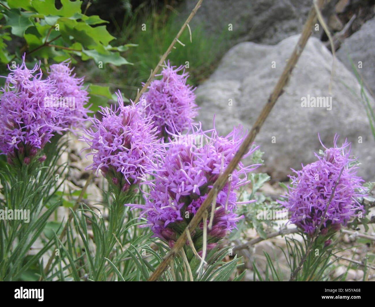 Liatris Liatris punctata (). Banque D'Images