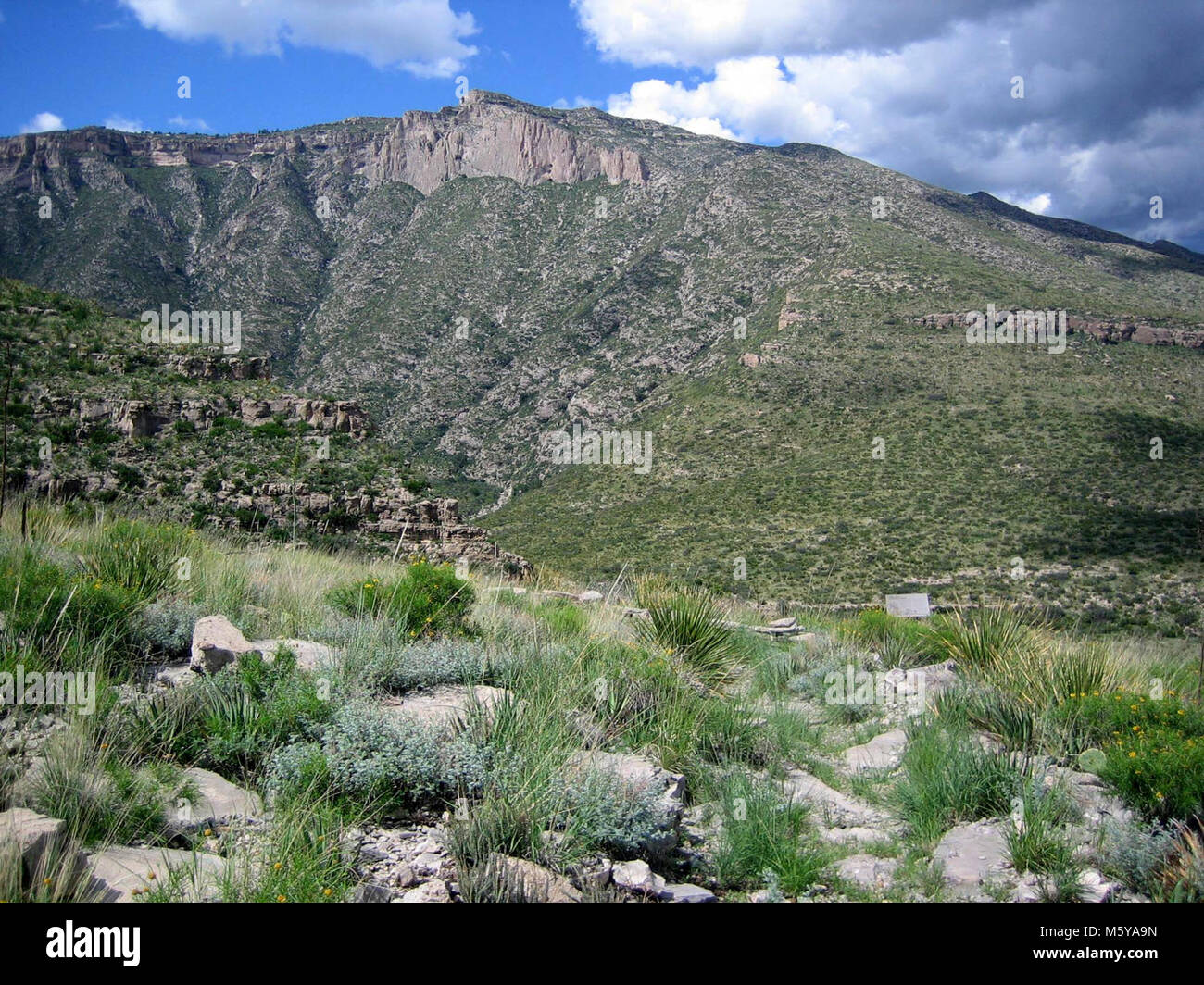 McKittrick Canyon Nature Boucle. Banque D'Images