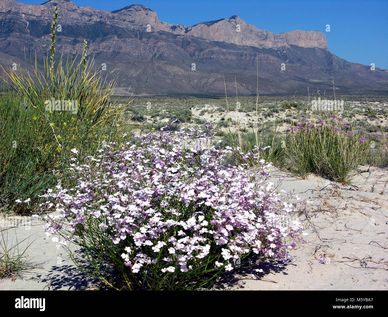 Dunes du bassin de sel avec des fleurs sauvages. Banque D'Images