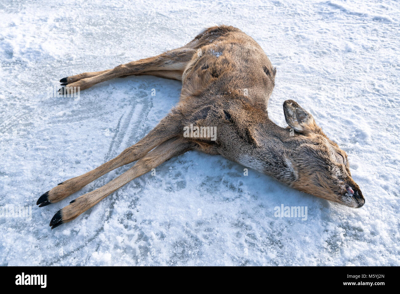 Un dead Capreolus capreolus sur la glace de mer à Espoo, Finlande Banque D'Images