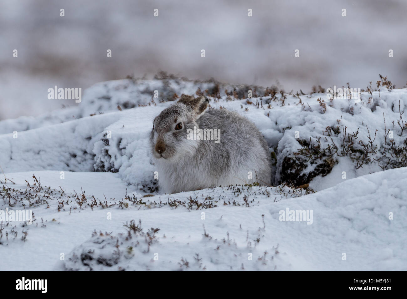 Lièvre variable (Lepus timidus) assis à l'abri dans la neige. Banque D'Images