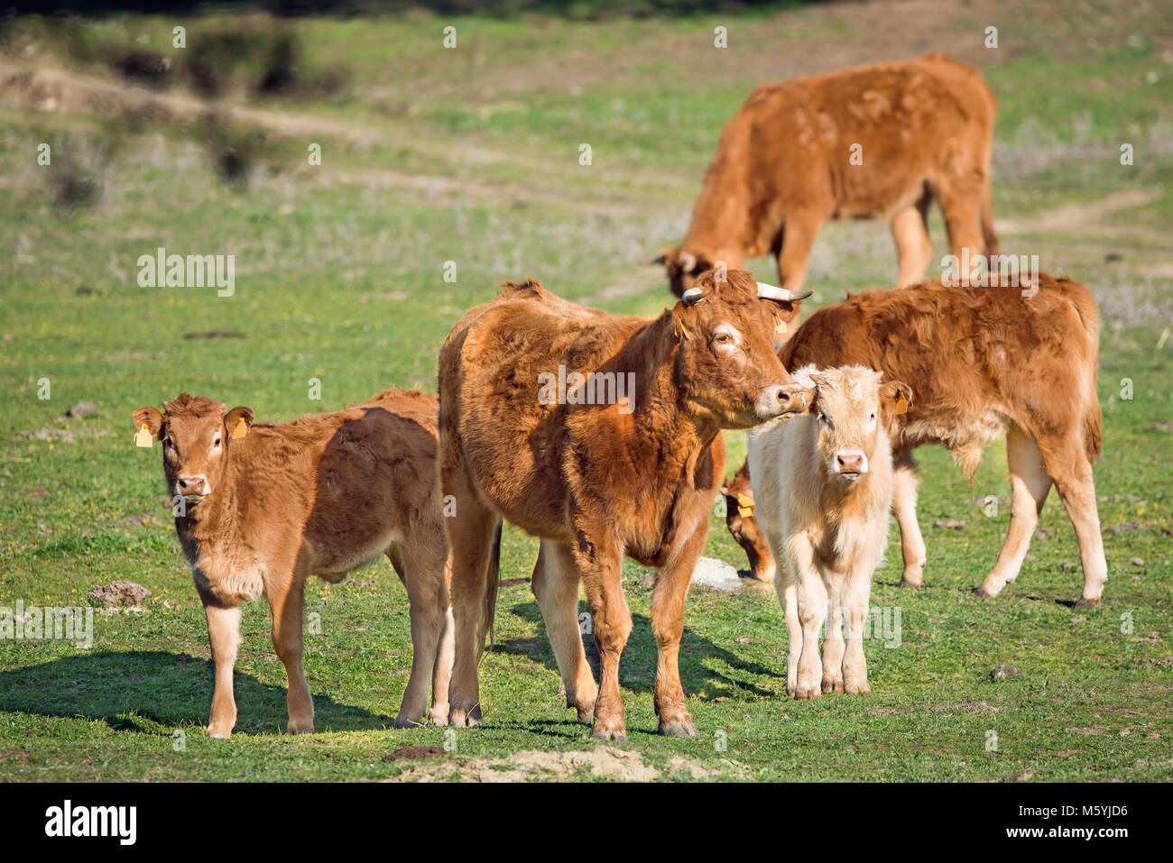 Vache et son veau looking at camera Banque D'Images