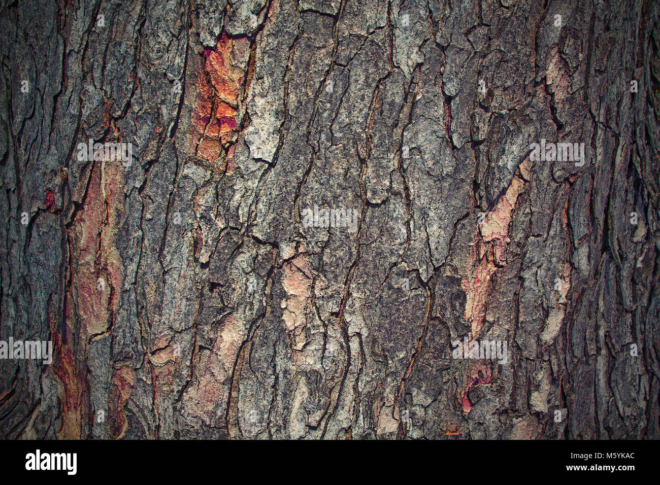 L'écorce des arbres texture background, Close up Banque D'Images L'écorce des arbres texture background, Close up Banque D'Images