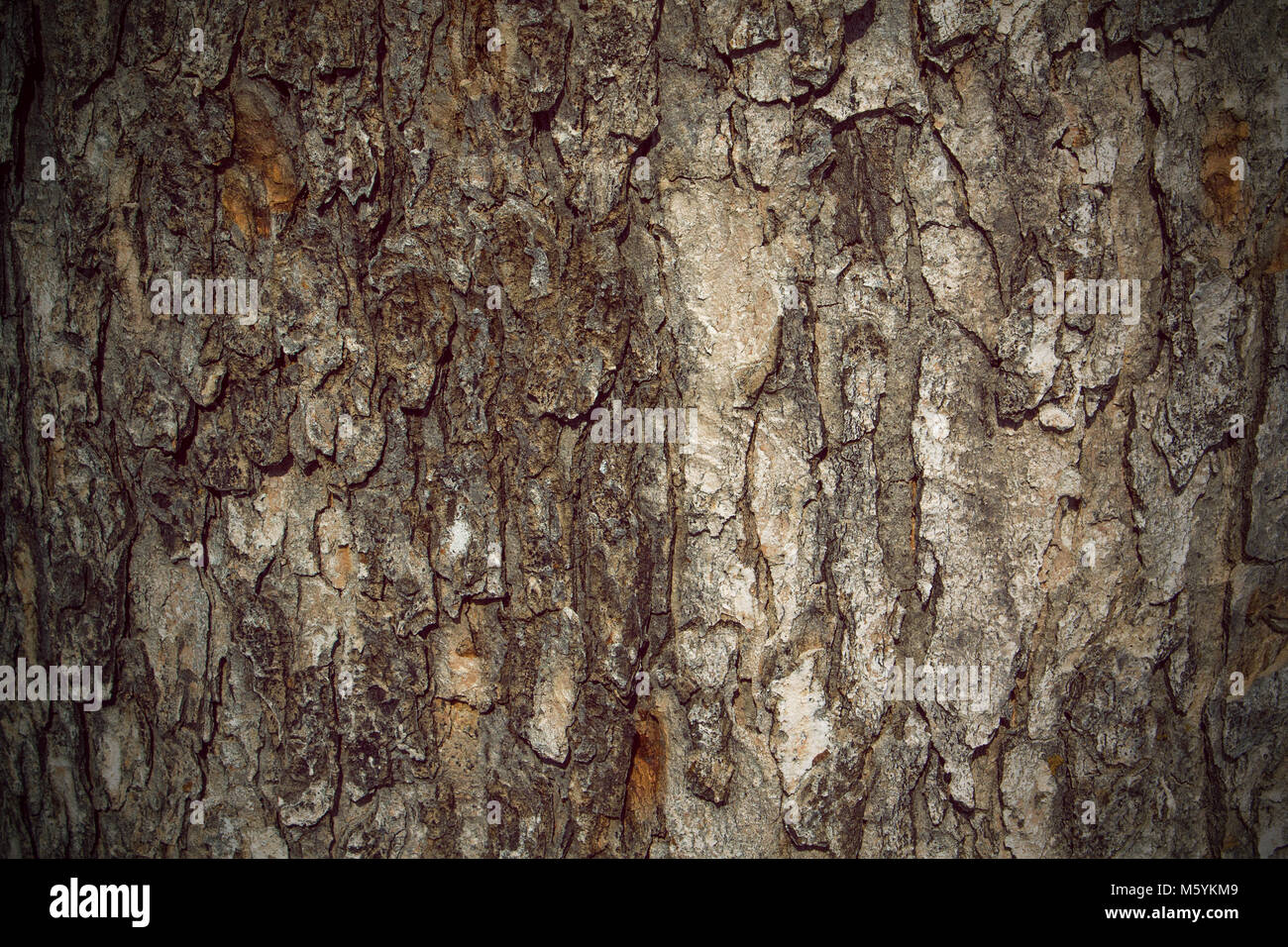 L'écorce des arbres automne texture background, Close up Banque D'Images L'écorce des arbres automne texture background, Close up Banque D'Images