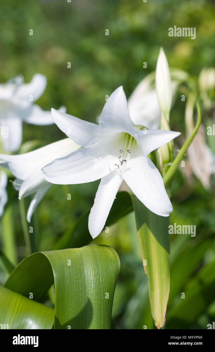 Crinum powelli 'Alba' fleurs. Banque D'Images