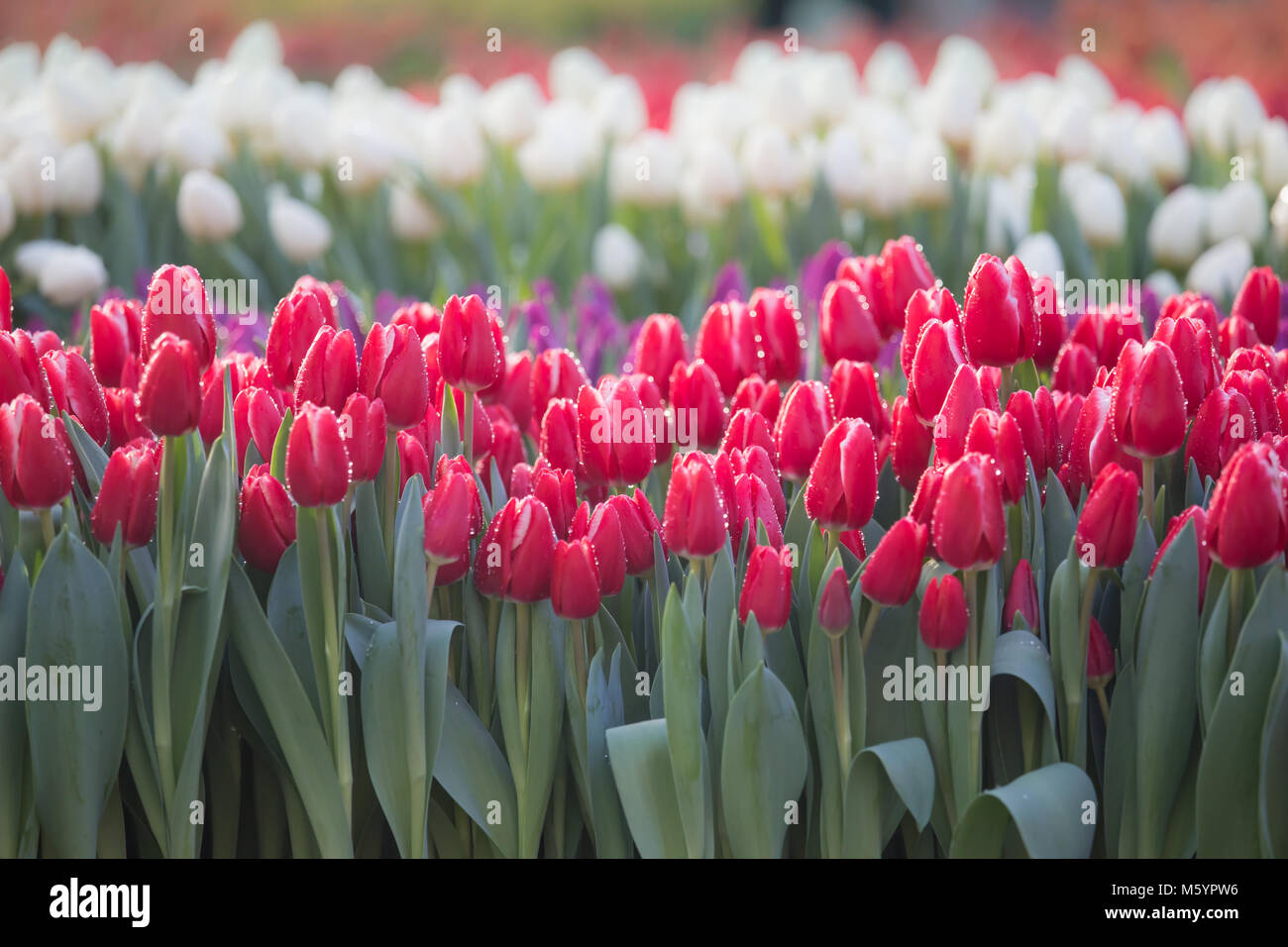 Beaucoup de magnifiques tulipes rouges et blancs couverts de rosée au cours de la Dutch National Tulip Day sur la place du Dam à Amsterdam, Pays-Bas Banque D'Images