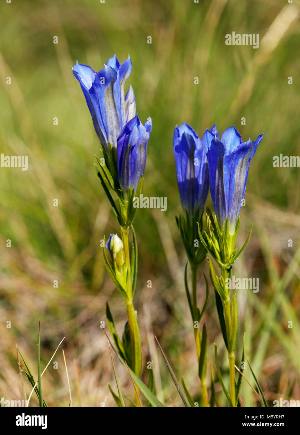 Gentiane des marais. Chobham Common, Surrey, Angleterre. Banque D'Images