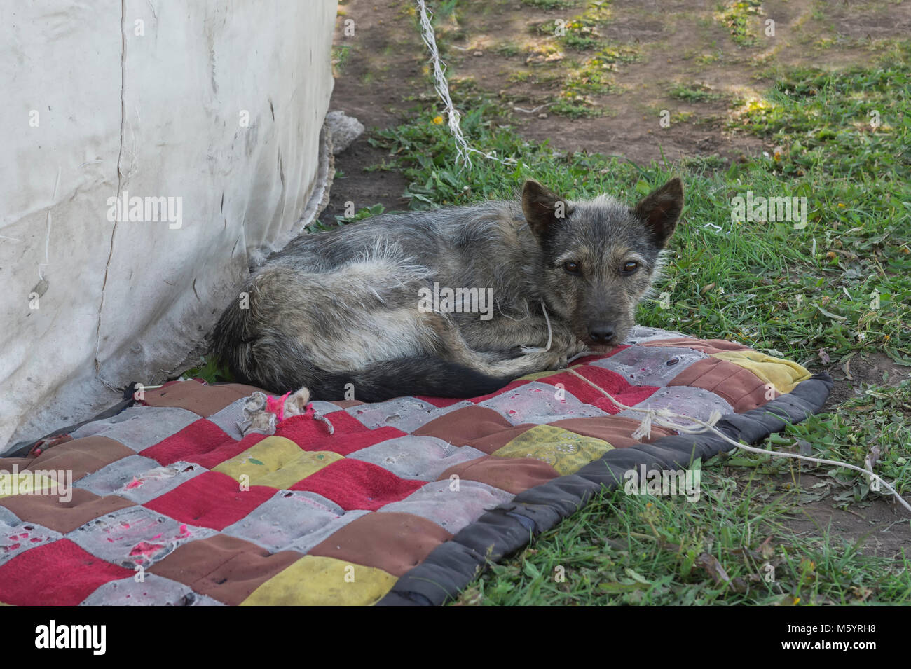 Chien allongé sur un plaid à côté d'une yourte, d'un morceau du lac Kol, province de Naryn, du Kirghizistan, de l'Asie centrale Banque D'Images