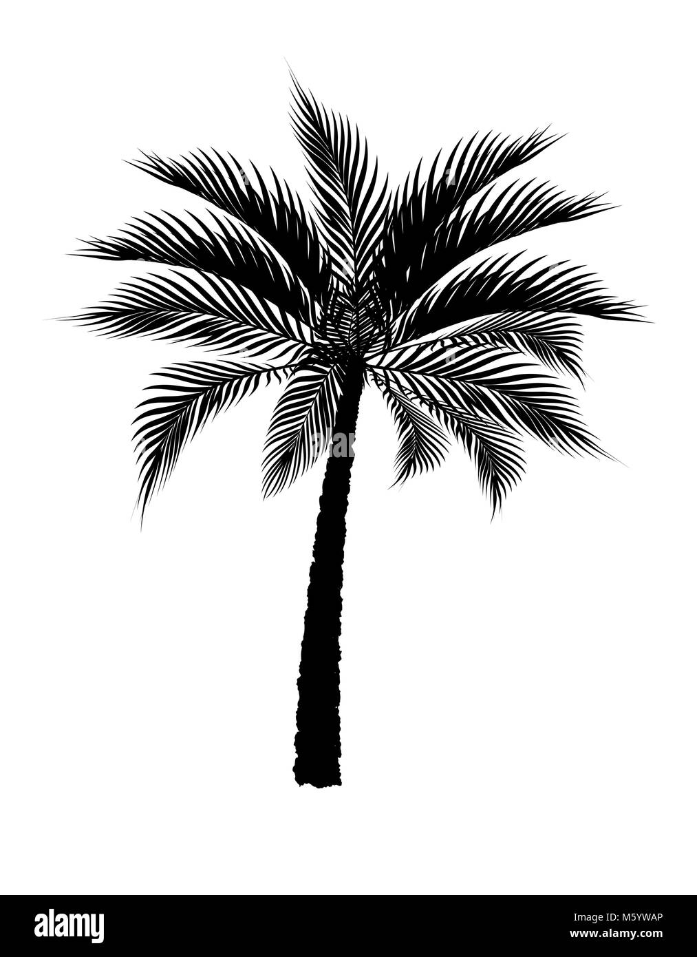 Un palmier en noir. Isolé sur fond blanc. Illustration de Vecteur