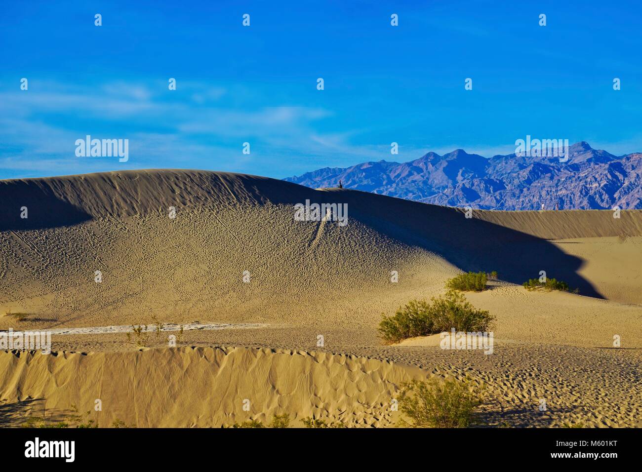 Distance trois randonneurs sur les crêtes de Mesquite Sand Dunes dans la vallée de la mort Banque D'Images