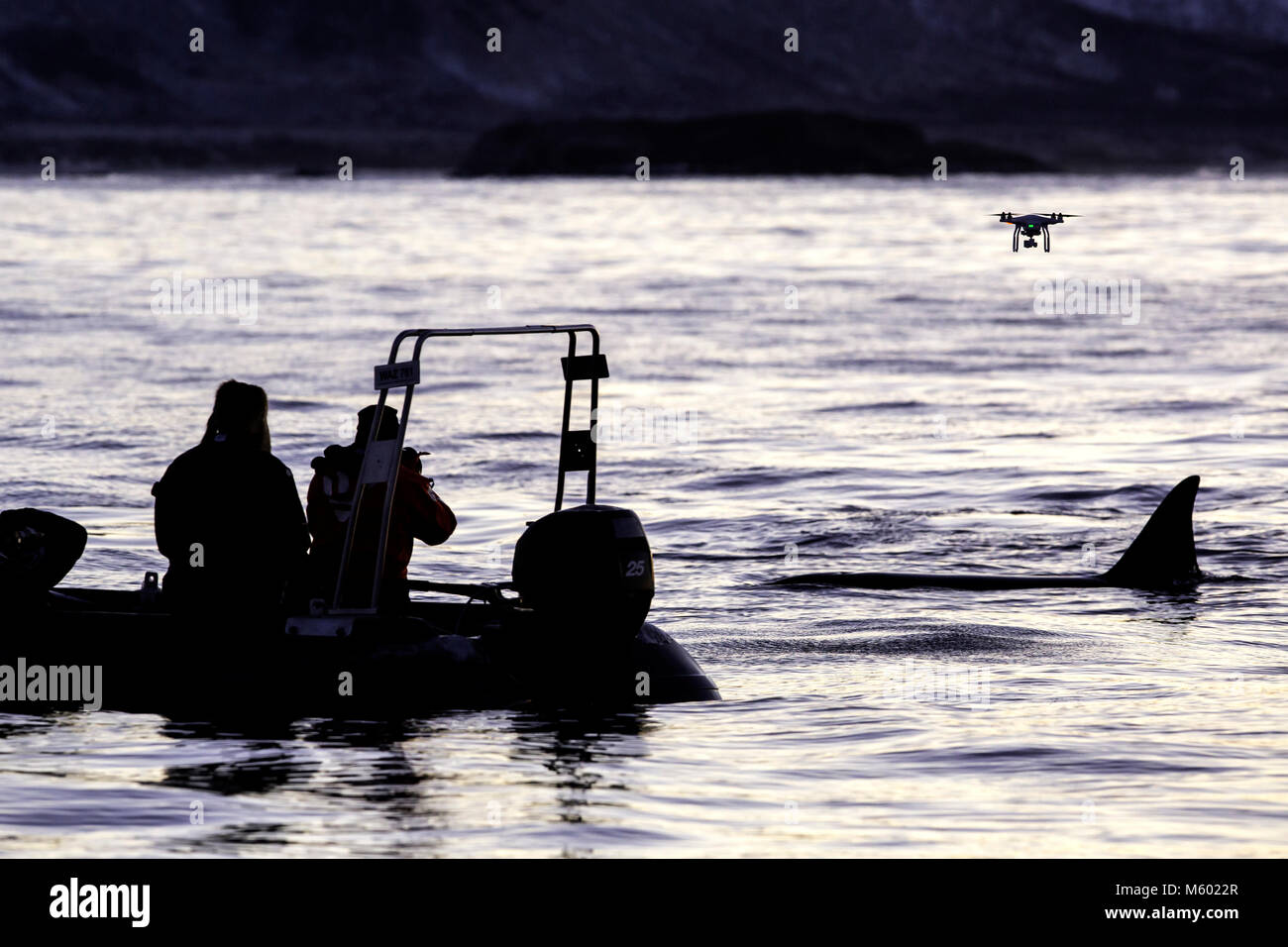 Regarder les touristes, de l'Épaulard Orcinus orca, Andfjorden Andoya, île, Norvège Banque D'Images