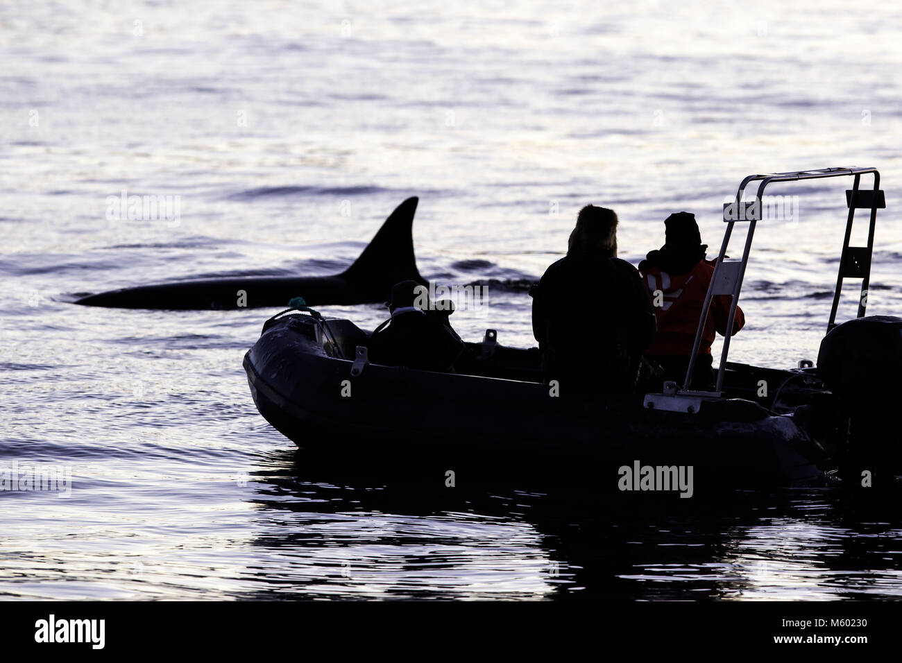 Regarder les touristes, de l'Épaulard Orcinus orca, Andfjorden Andoya, île, Norvège Banque D'Images